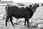 ai-bred-commercial-heifer-1