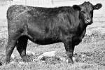 ai-bred-commercial-heifer-2
