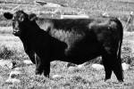 ai-bred-commercial-heifer