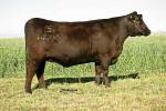 rathbun-w504-rf