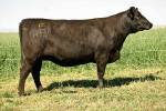 rathbun-w921-rf