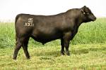 rathbun-x531-rf
