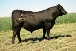 rathbun-x575-rf